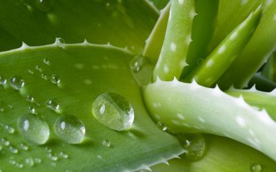 Pasteurización de aloe vera con intercambiadores de calor